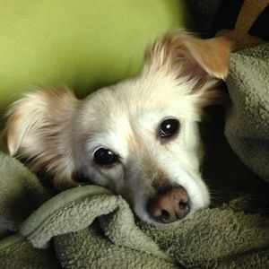 Meet your Posher, Pam